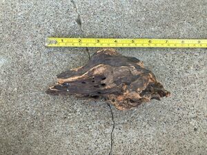 Ohio River Driftwood 6.25"x3.5"x3"